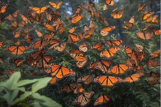 Mexico: Morelia / Michoacán & Mexico City